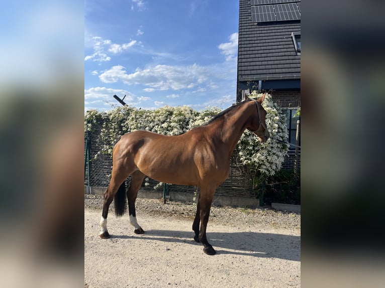 Belgisches Warmblut Stute 7 Jahre Brauner in HumbeekG