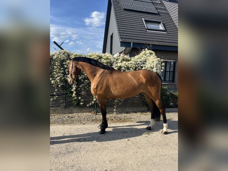 Belgisches Warmblut Stute 7 Jahre Brauner in HumbeekG