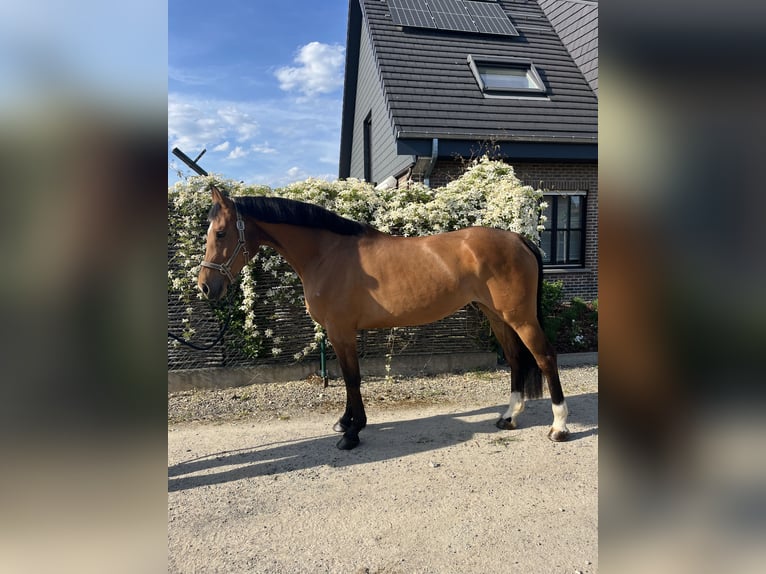 Belgisches Warmblut Stute 7 Jahre Brauner in HumbeekG