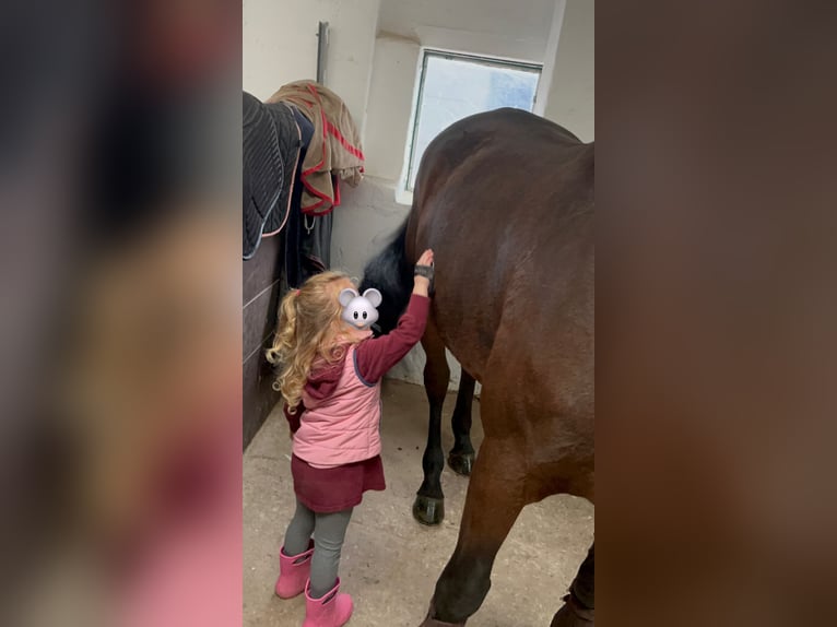 Belgisches Warmblut Stute 7 Jahre Dunkelbrauner in Grevenbroich