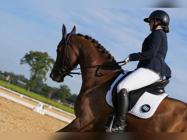 Belgisches Warmblut Stute 7 Jahre Fuchs in Ravels