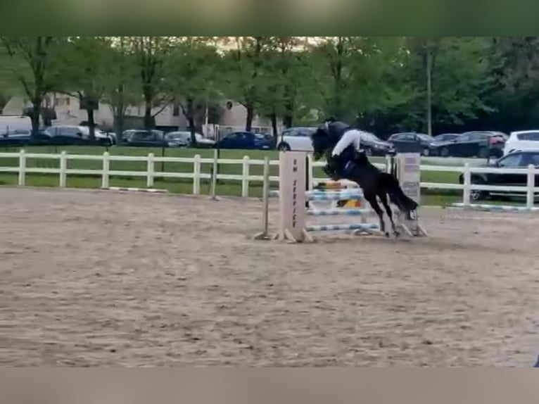 Belgisches Warmblut Stute 8 Jahre 143 cm Schwarzbrauner in Li&#xE8;ge