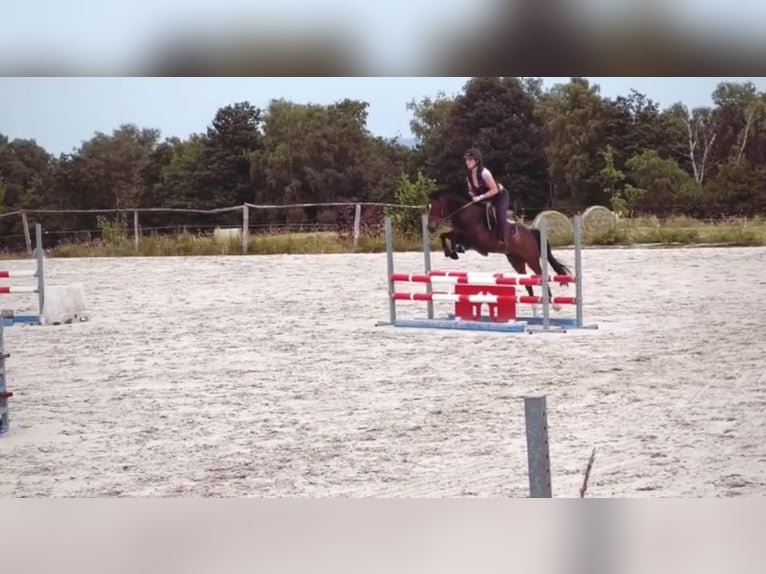 Belgisches Warmblut Stute 8 Jahre 143 cm Schwarzbrauner in Li&#xE8;ge