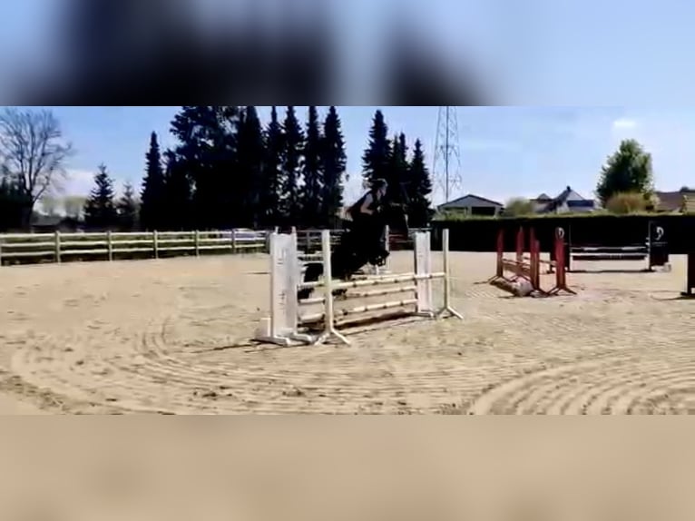 Belgisches Warmblut Stute 8 Jahre 143 cm Schwarzbrauner in Li&#xE8;ge