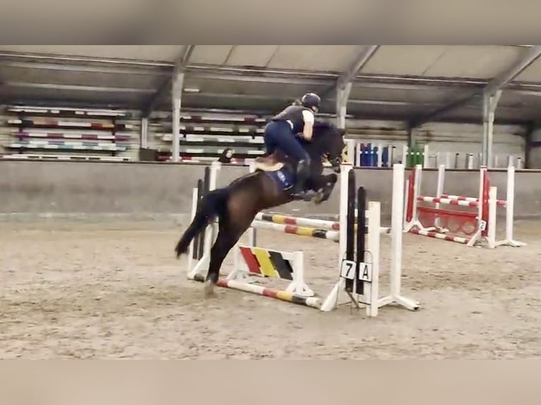Belgisches Warmblut Stute 8 Jahre 143 cm Schwarzbrauner in Li&#xE8;ge