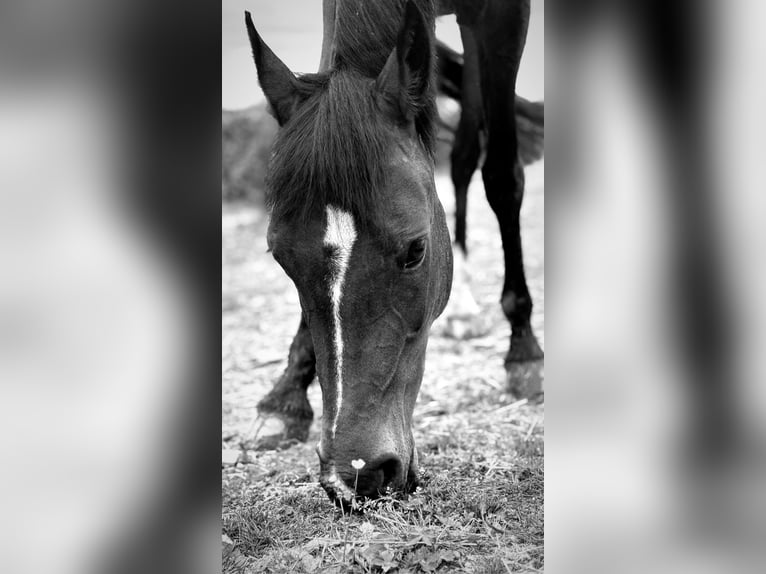 Belgisches Warmblut Stute 8 Jahre 143 cm Schwarzbrauner in Li&#xE8;ge
