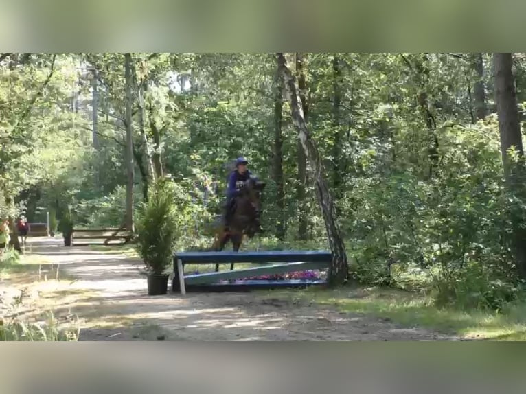 Belgisches Warmblut Stute 8 Jahre 143 cm Schwarzbrauner in Li&#xE8;ge