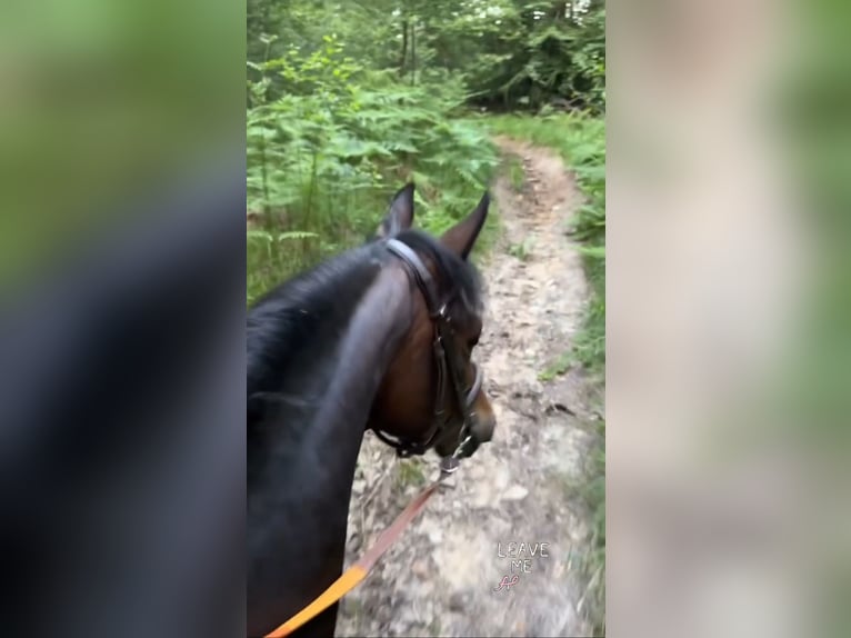 Belgisches Warmblut Stute 8 Jahre 143 cm Schwarzbrauner in Li&#xE8;ge
