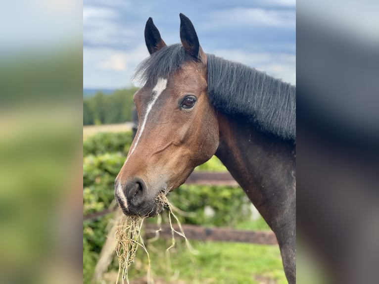 Belgisches Warmblut Stute 8 Jahre 143 cm Schwarzbrauner in Li&#xE8;ge