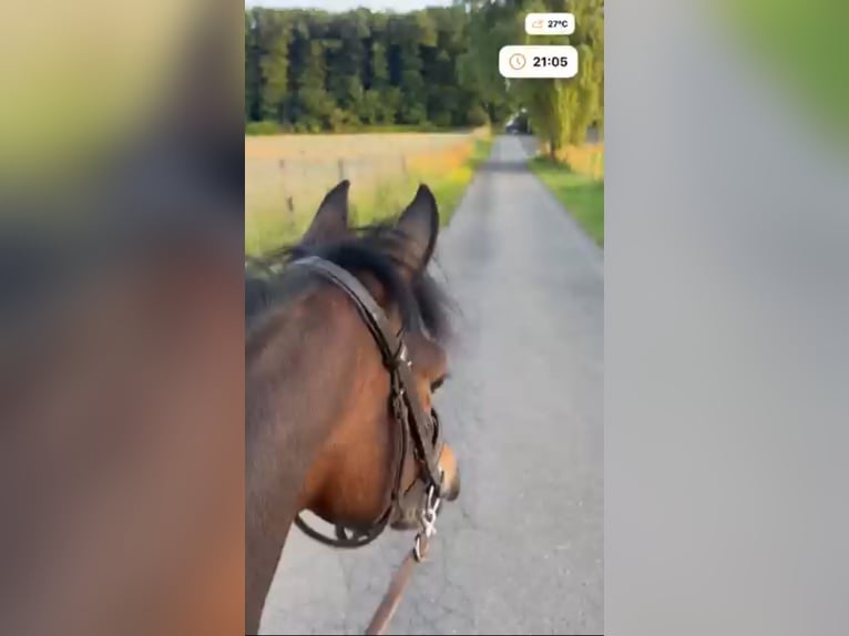 Belgisches Warmblut Stute 8 Jahre 143 cm Schwarzbrauner in Li&#xE8;ge