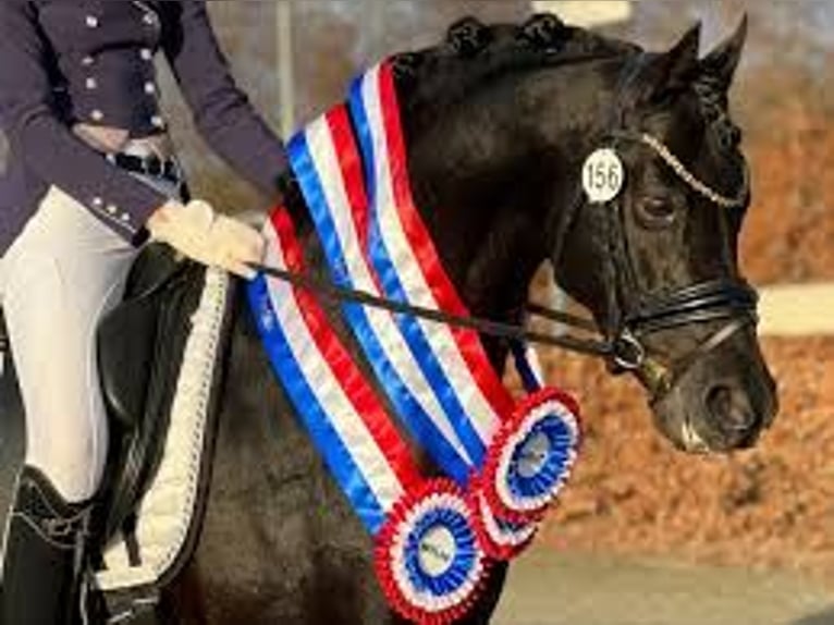 Belgisches Warmblut Stute 8 Jahre 143 cm Schwarzbrauner in Li&#xE8;ge