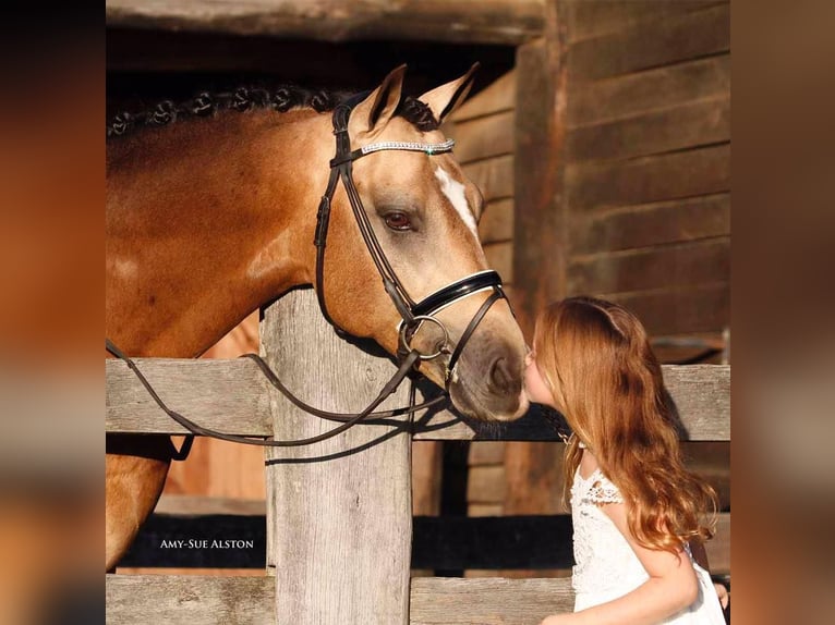 Belgisches Warmblut Stute 8 Jahre 143 cm Schwarzbrauner in Li&#xE8;ge