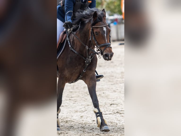 Belgisches Warmblut Stute 8 Jahre 143 cm Schwarzbrauner in Li&#xE8;ge