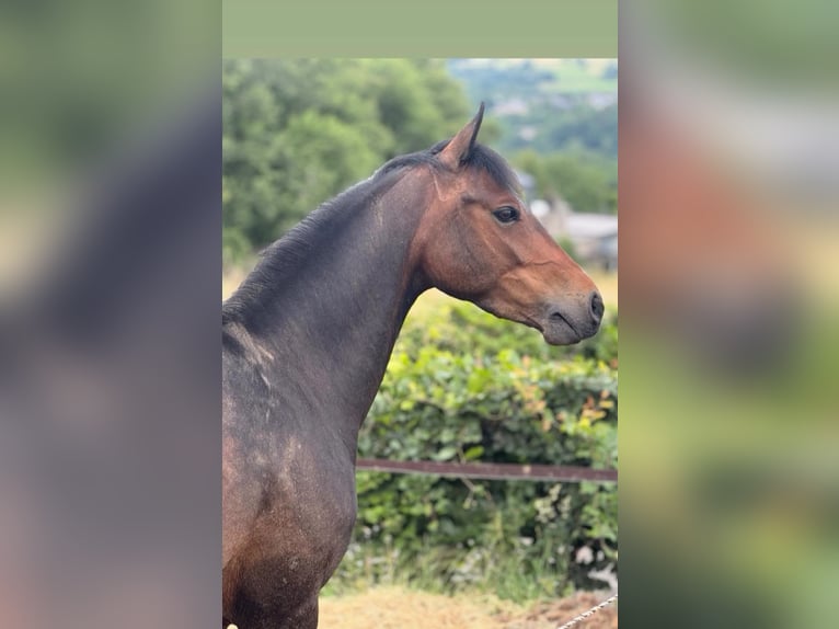 Belgisches Warmblut Stute 8 Jahre 143 cm Schwarzbrauner in Li&#xE8;ge