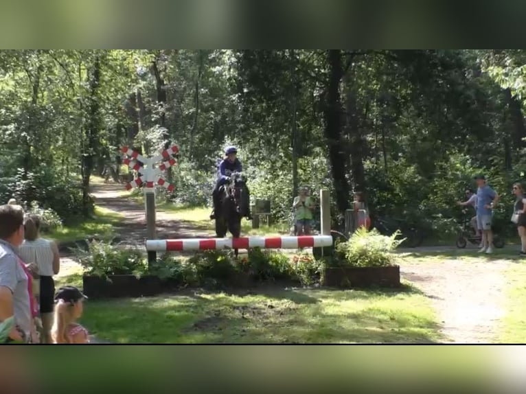 Belgisches Warmblut Stute 8 Jahre 143 cm Schwarzbrauner in Li&#xE8;ge