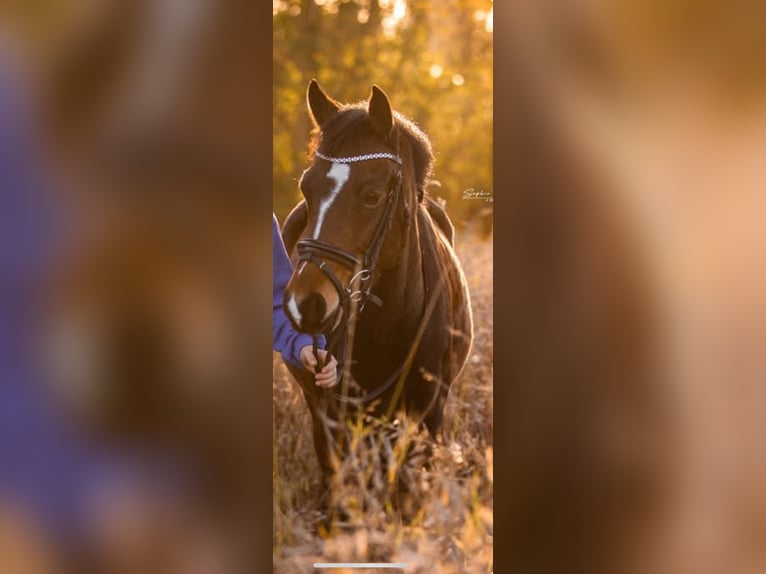 Belgisches Warmblut Stute 8 Jahre 143 cm Schwarzbrauner in Li&#xE8;ge