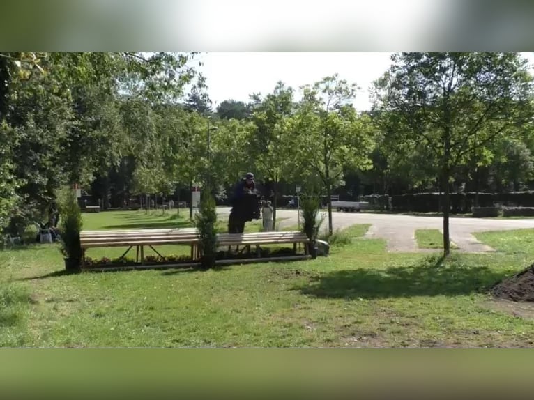 Belgisches Warmblut Stute 8 Jahre 144 cm Schwarzbrauner in Li&#xE8;ge