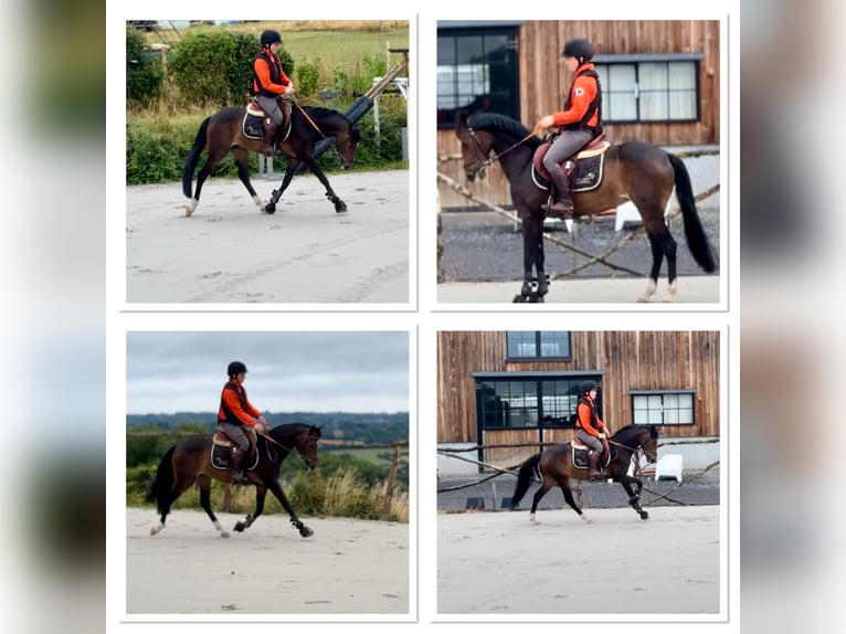 Belgisches Warmblut Stute 8 Jahre 144 cm Schwarzbrauner in Li&#xE8;ge