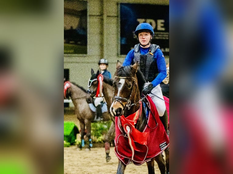 Belgisches Warmblut Stute 8 Jahre 144 cm Schwarzbrauner in Li&#xE8;ge