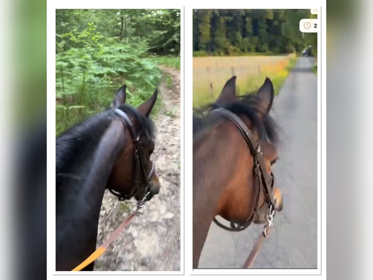 Belgisches Warmblut Stute 8 Jahre 144 cm Schwarzbrauner in Li&#xE8;ge