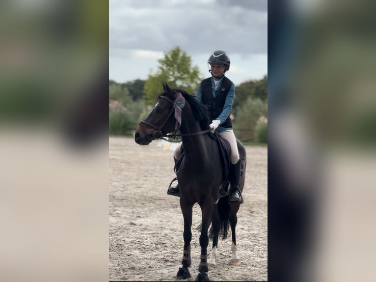 Belgisches Warmblut Stute 8 Jahre 144 cm Schwarzbrauner in Li&#xE8;ge