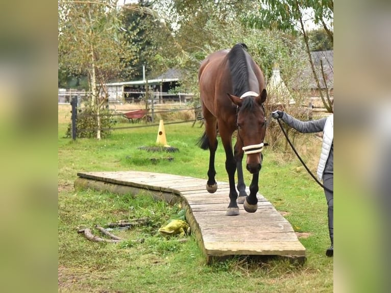 Belgisches Warmblut Stute 8 Jahre 161 cm Brauner in Issum