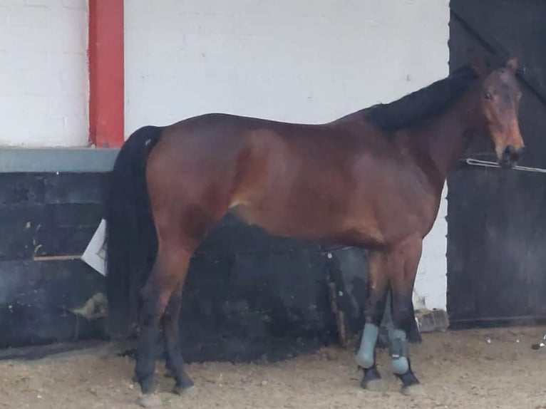 Belgisches Warmblut Stute 8 Jahre 161 cm Brauner in Issum