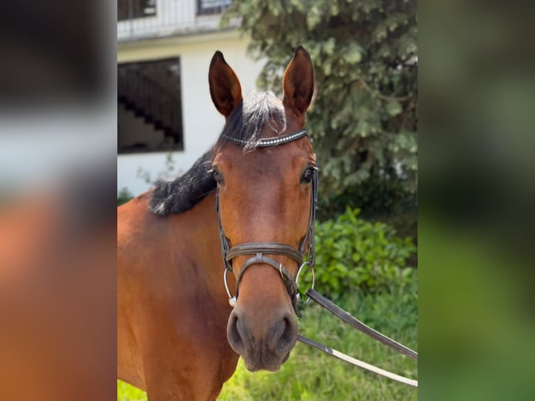 Belgisches Warmblut Stute 8 Jahre 161 cm Brauner in Issum