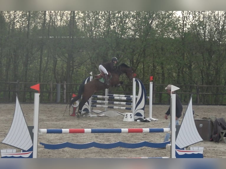 Belgisches Warmblut Stute 8 Jahre 162 cm Brauner in Oppuurs