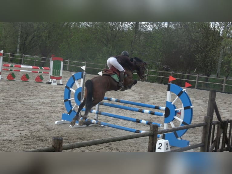 Belgisches Warmblut Stute 8 Jahre 162 cm Brauner in Oppuurs