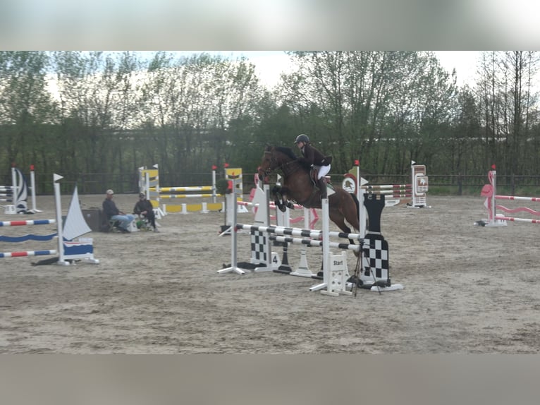 Belgisches Warmblut Stute 8 Jahre 162 cm Brauner in Oppuurs