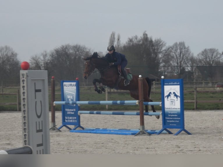 Belgisches Warmblut Stute 8 Jahre 162 cm Brauner in Oppuurs