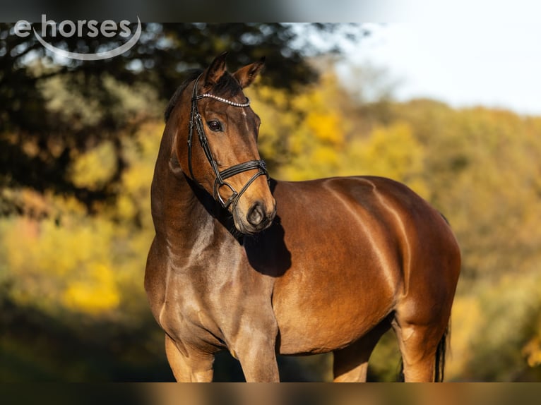 Belgisches Warmblut Stute 8 Jahre 163 cm Brauner in Windhagen