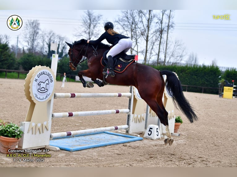 Belgisches Warmblut Stute 8 Jahre 163 cm Brauner in GROTE-BROGEL
