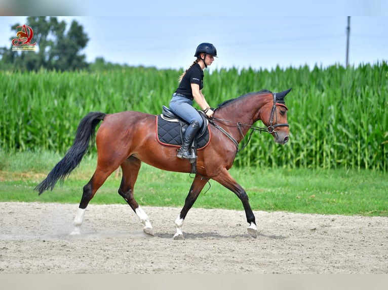 Belgisches Warmblut Stute 8 Jahre 163 cm Brauner in GROTE-BROGEL
