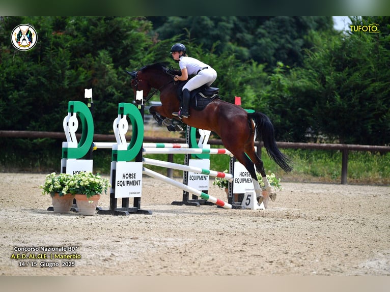 Belgisches Warmblut Stute 8 Jahre 163 cm Brauner in GROTE-BROGEL