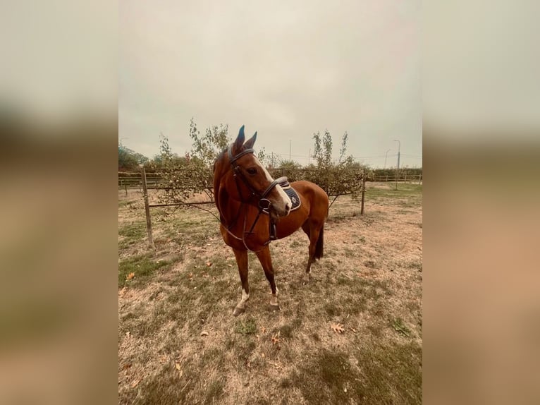Belgisches Warmblut Stute 8 Jahre 165 cm Dunkelbrauner in Belsele