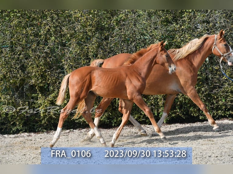 Belgisches Warmblut Stute 8 Jahre 165 cm Fuchs in TERNAT