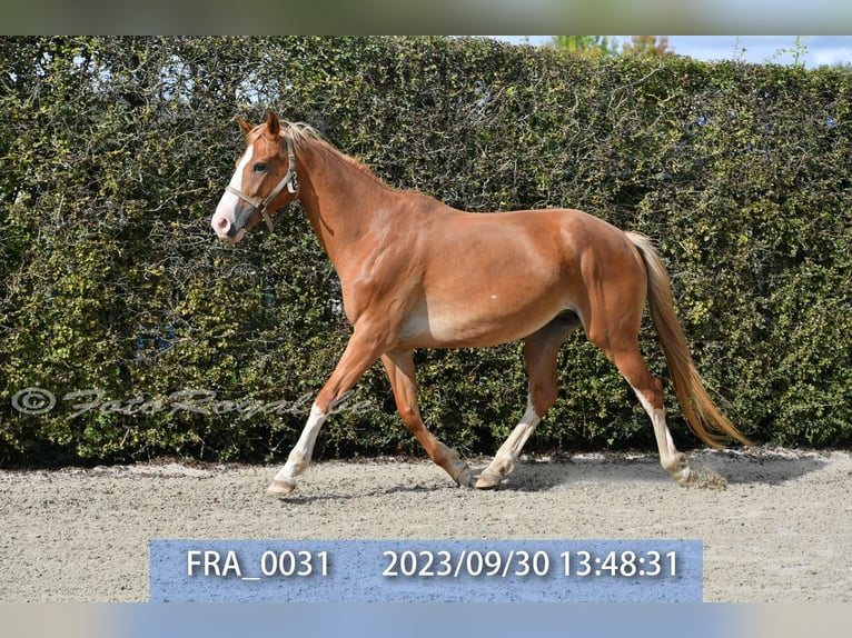 Belgisches Warmblut Stute 8 Jahre 165 cm Fuchs in TERNAT