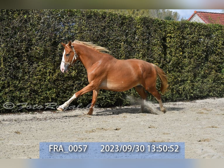 Belgisches Warmblut Stute 8 Jahre 165 cm Fuchs in TERNAT