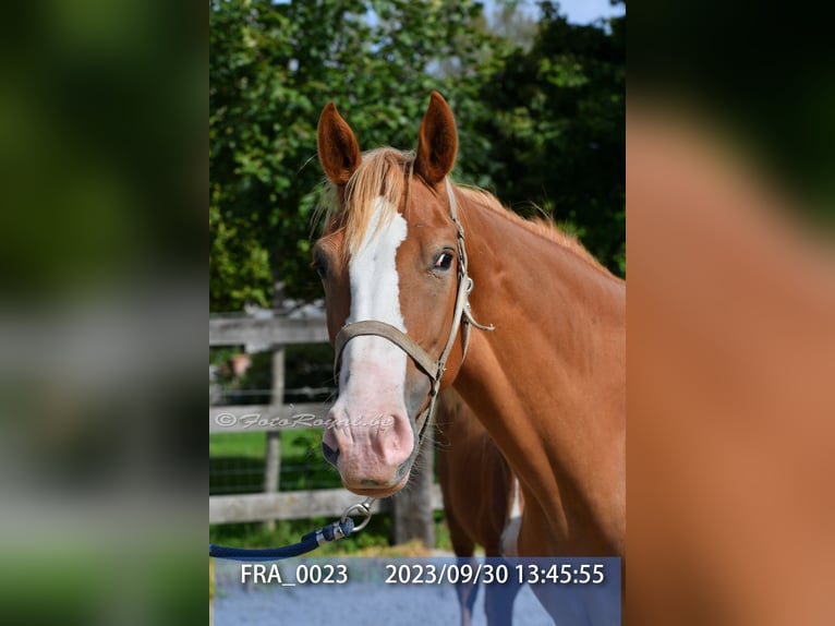 Belgisches Warmblut Stute 8 Jahre 165 cm Fuchs in TERNAT