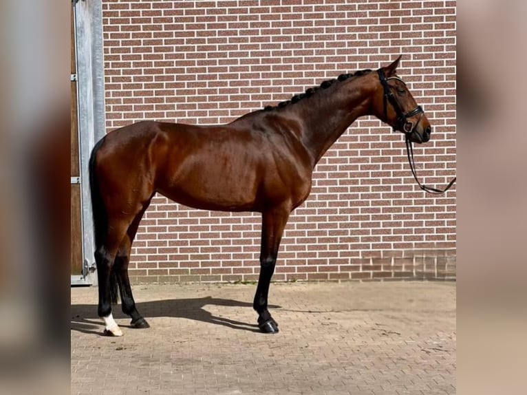 Belgisches Warmblut Stute 8 Jahre 166 cm Dunkelbrauner in Vosselaar