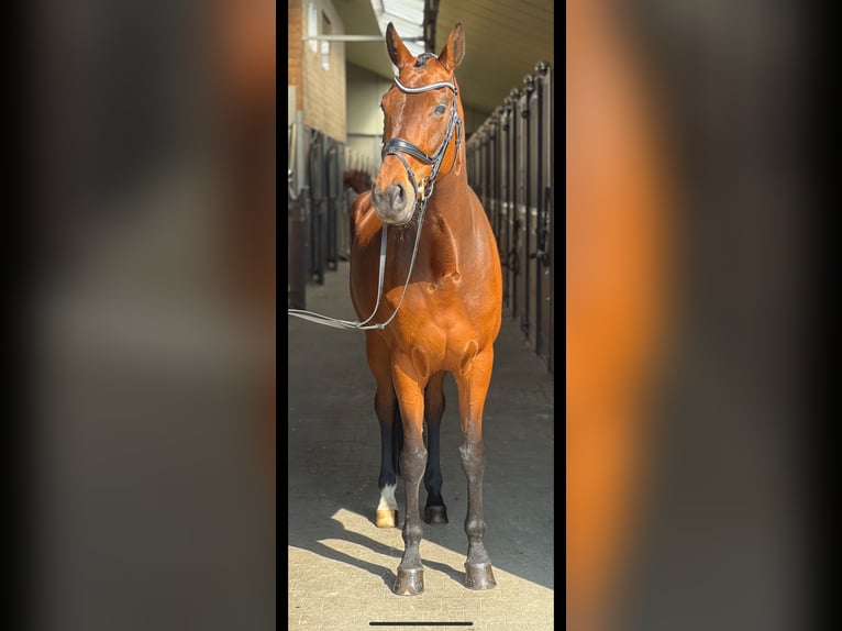 Belgisches Warmblut Stute 8 Jahre 166 cm Dunkelbrauner in Vosselaar