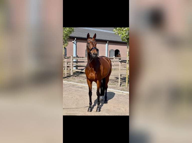 Belgisches Warmblut Stute 8 Jahre 166 cm Dunkelbrauner in Vosselaar