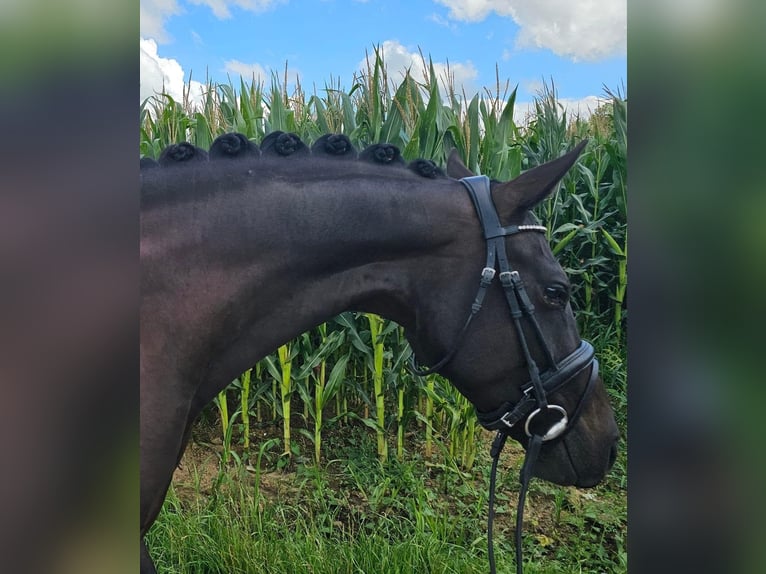 Belgisches Warmblut Stute 8 Jahre 166 cm Rappe in Ploegsteert