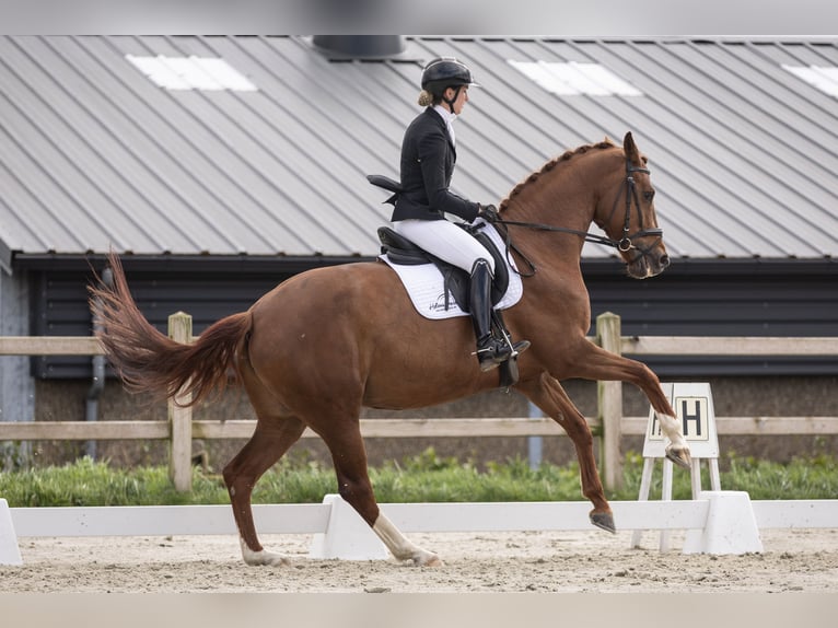 Belgisches Warmblut Stute 8 Jahre 167 cm Rotfuchs in Vrasene