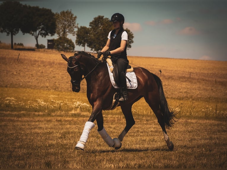 Belgisches Warmblut Stute 8 Jahre 168 cm Brauner in Nettersheim