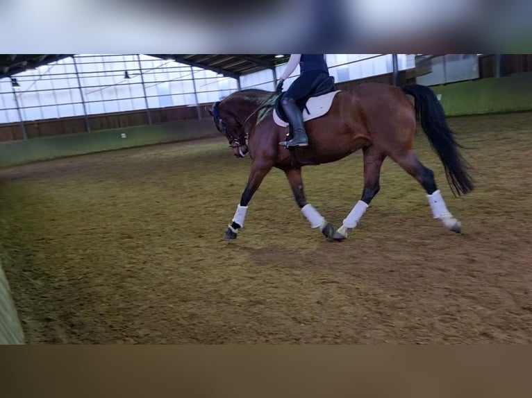 Belgisches Warmblut Stute 8 Jahre 168 cm Brauner in Rodenberg