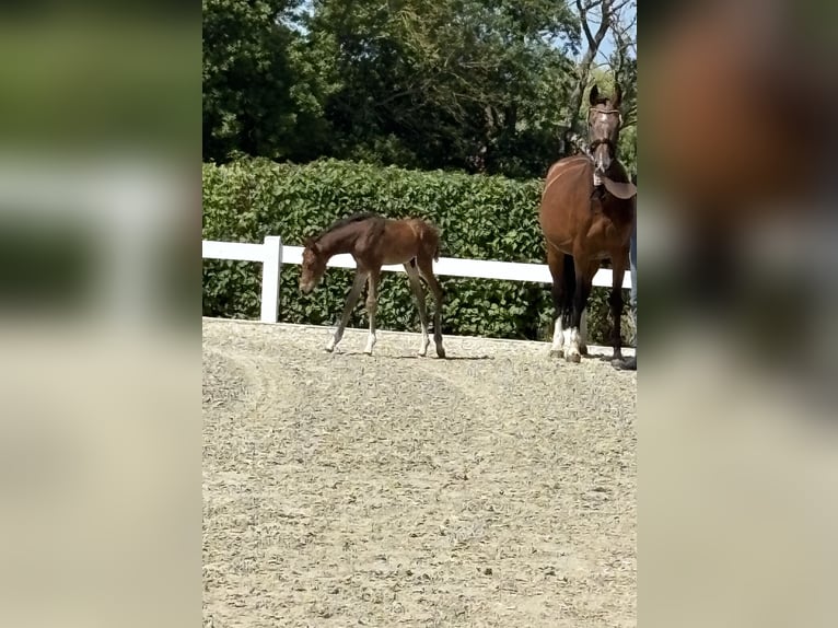 Belgisches Warmblut Stute 8 Jahre 168 cm Brauner in Rodenberg