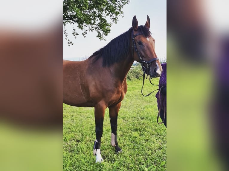 Belgisches Warmblut Stute 8 Jahre 168 cm Brauner in Rodenberg